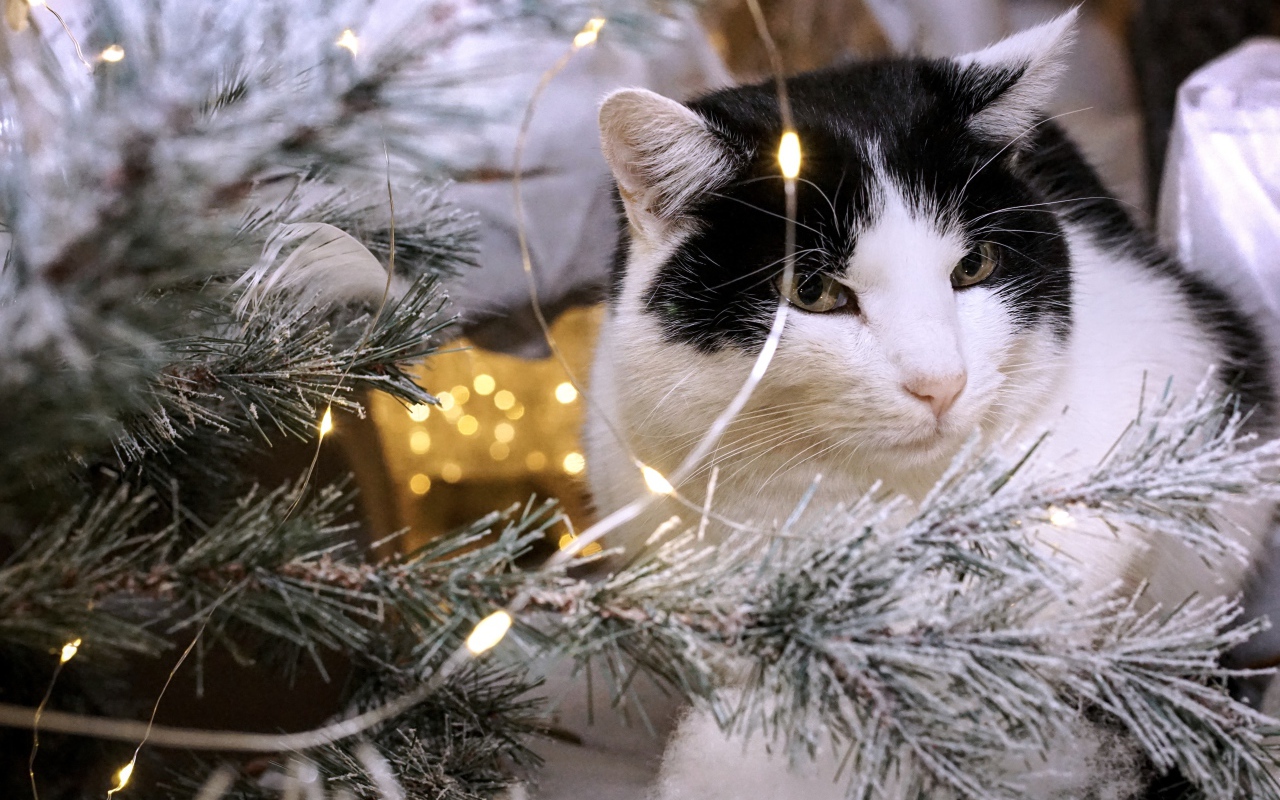 Красивый кот сидит у елки с гирляндой