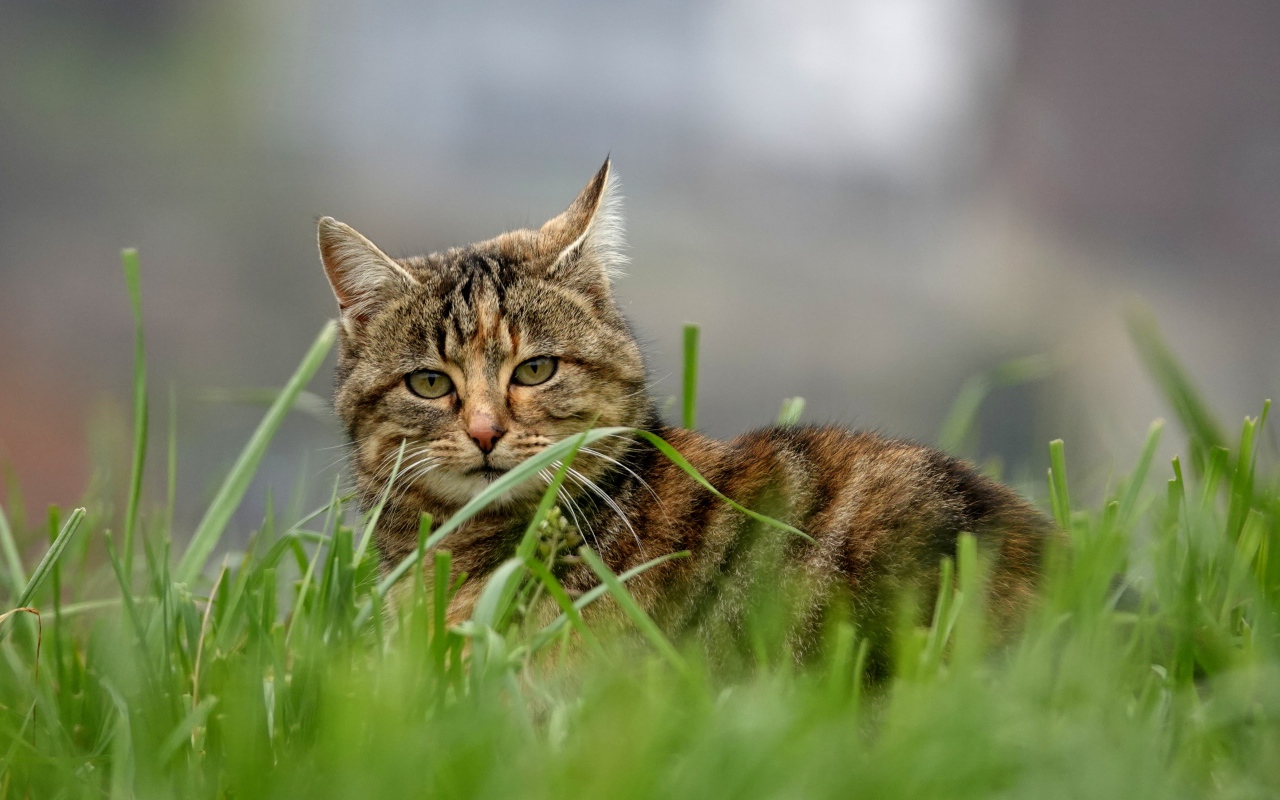 Красивый серый кот в зеленой траве