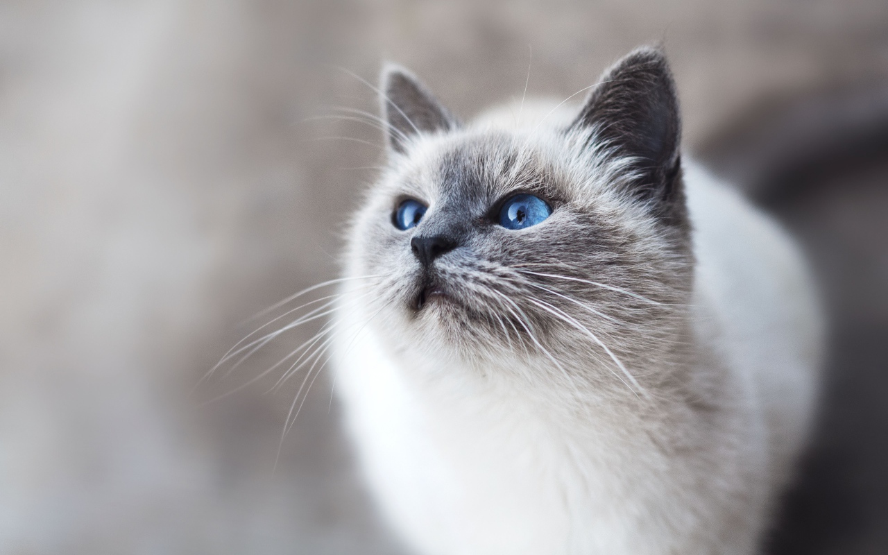 Beautiful purebred blue-eyed kitten