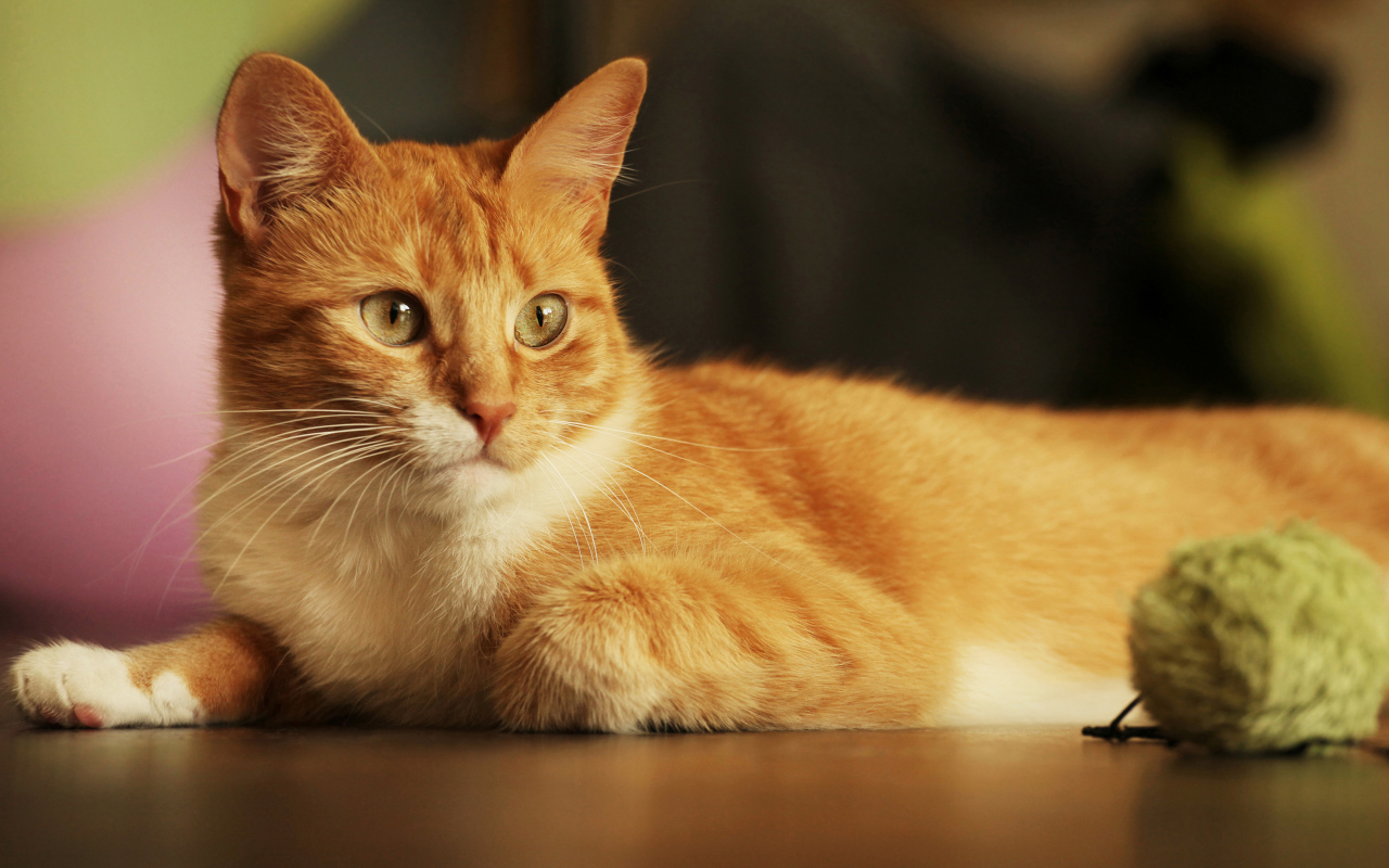 Красивый рыжий кот с игрушкой 