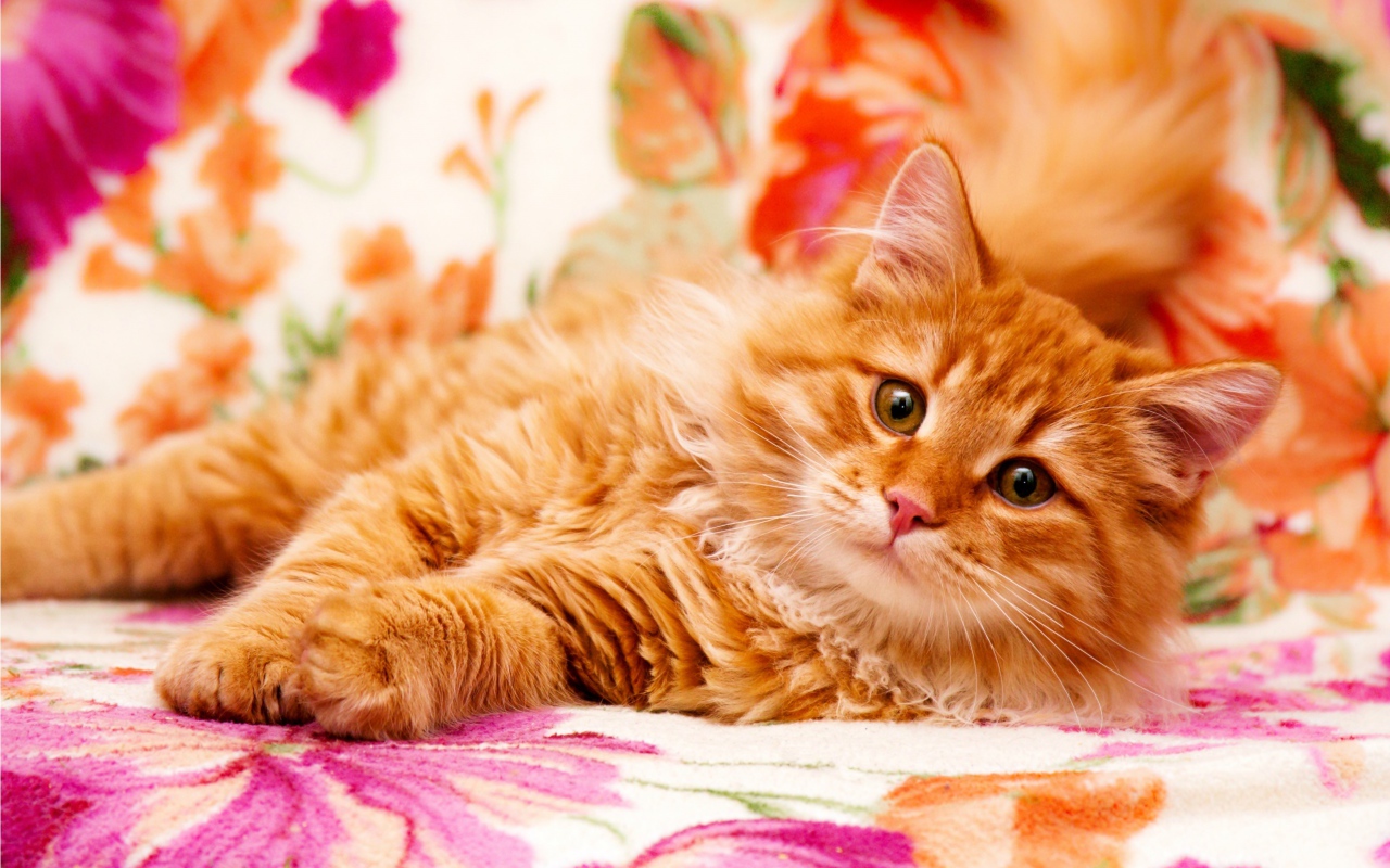 Большой рыжий кот лежит на кровати