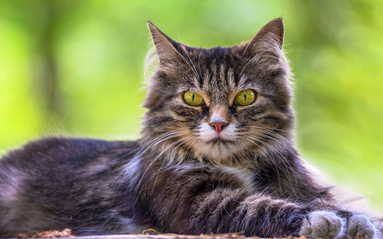 Недовольный серый кот с желтыми глазами 