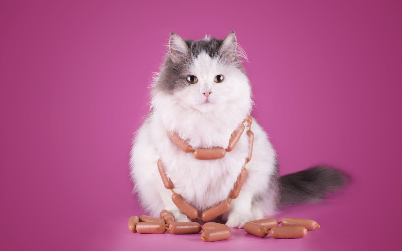 Пушистый кот с сосисками на розовом фоне