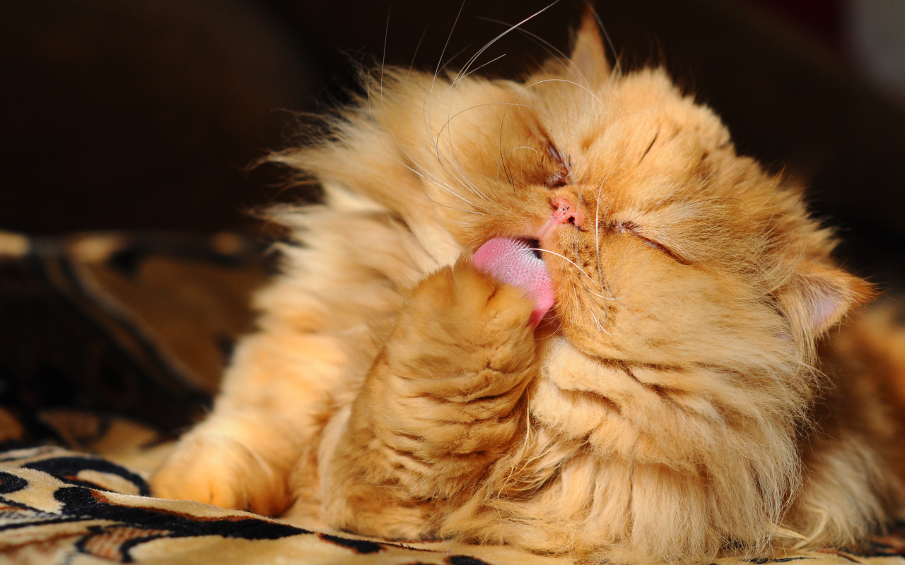 Пушистый рыжий персидский кот облизывает лапу