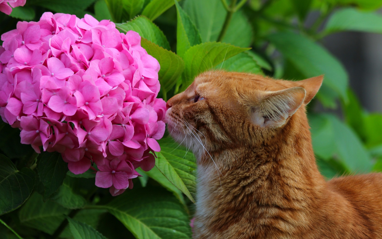 Рыжий кот нюхает розовый цветок гортензии
