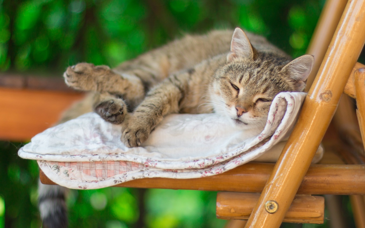 Серый кот спит на лавке