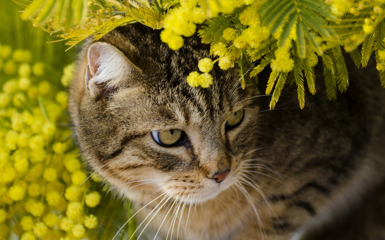 Серый кот в ветках мимозы