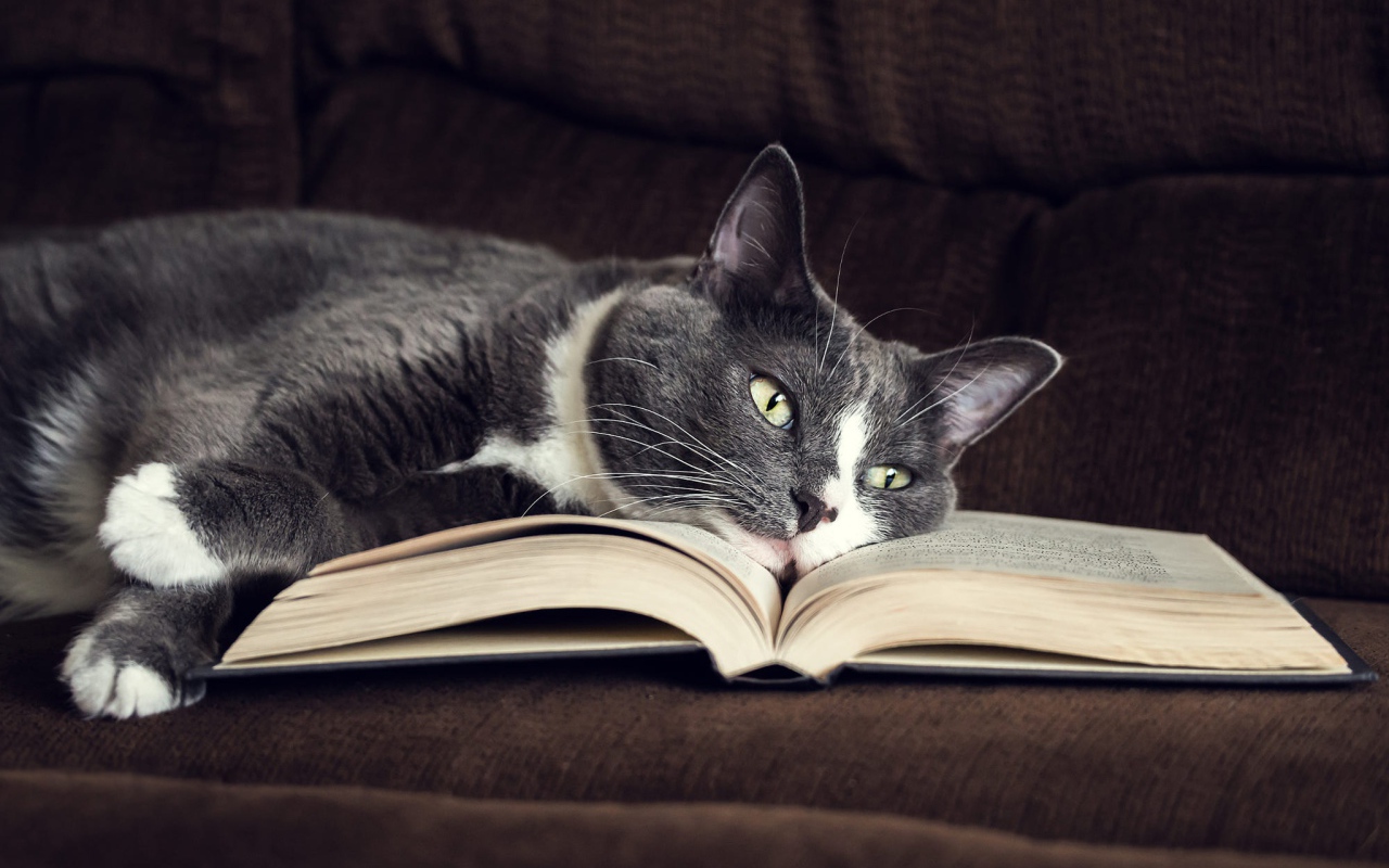 Серый кот лежит на книге на диване
