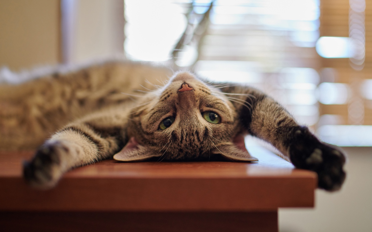 Серый кот с зелеными глазами лежит на столе