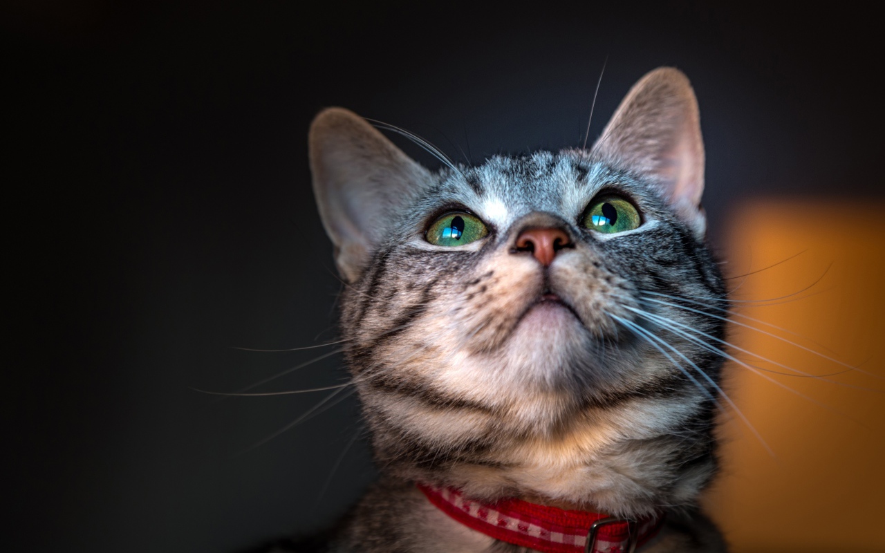 Серый зеленоглазый кот с ошейником 
