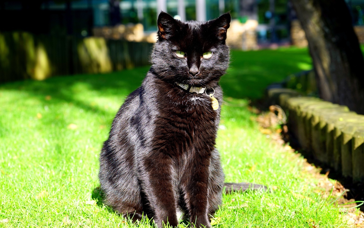 Зеленоглазый черный кот сидит на зеленой траве