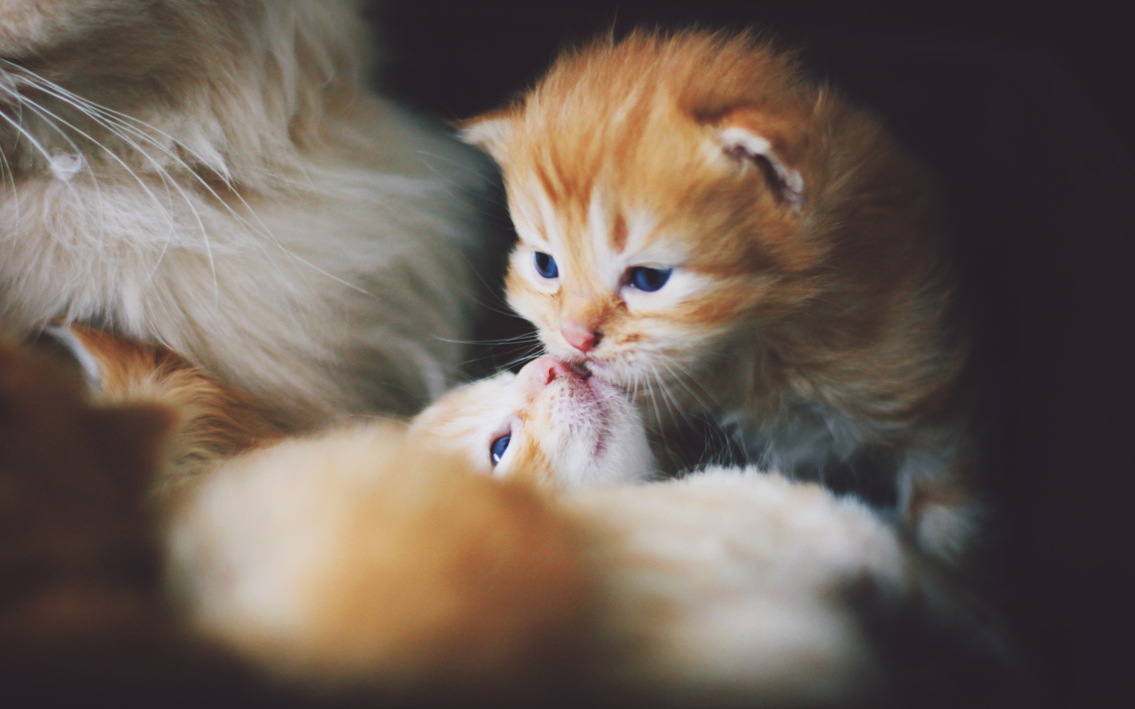 Маленькие милые рыжие котята