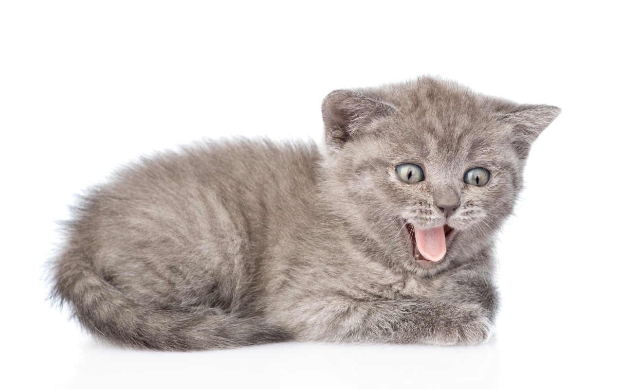 Little gray kitten in sticking out tongue