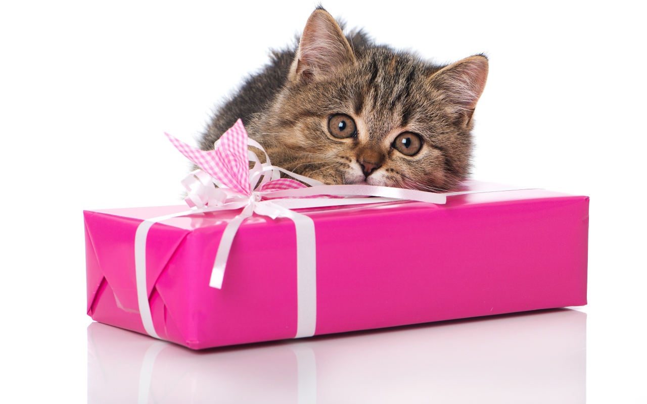 Маленький серый котенок с розовым подарком на белом фоне