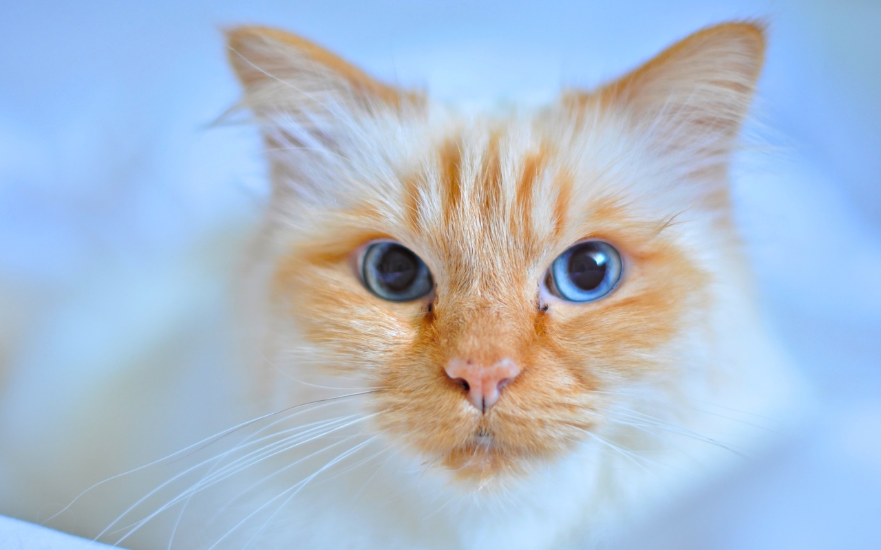 Морда рыжей голубоглазой кошки