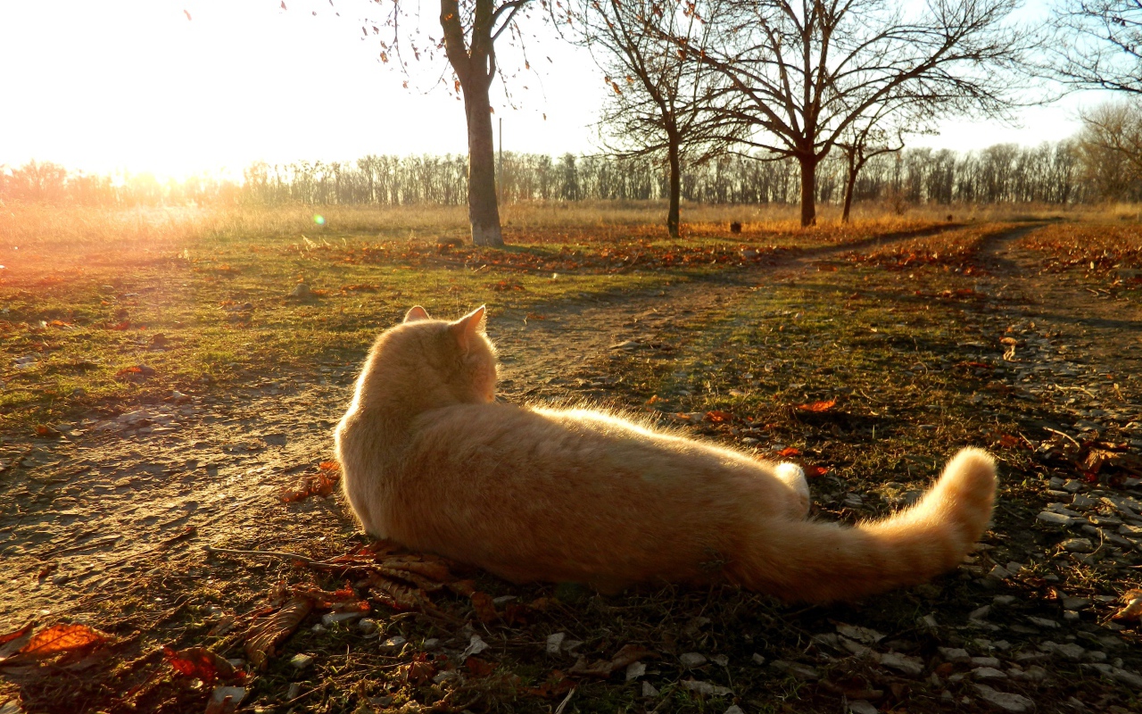 Рыжий кот лежит на земле в лучах осеннего солнца