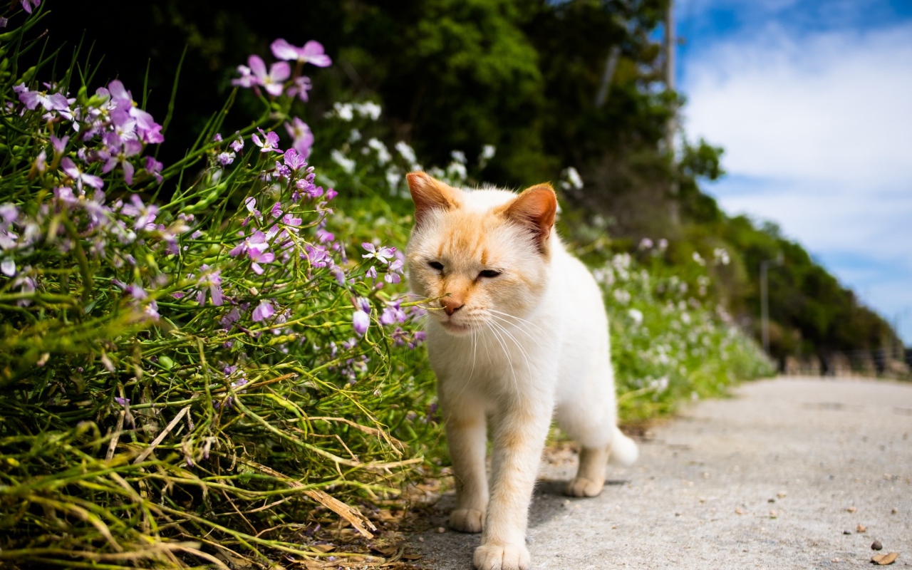 Рыжий кот рядом с цветами у дороги 