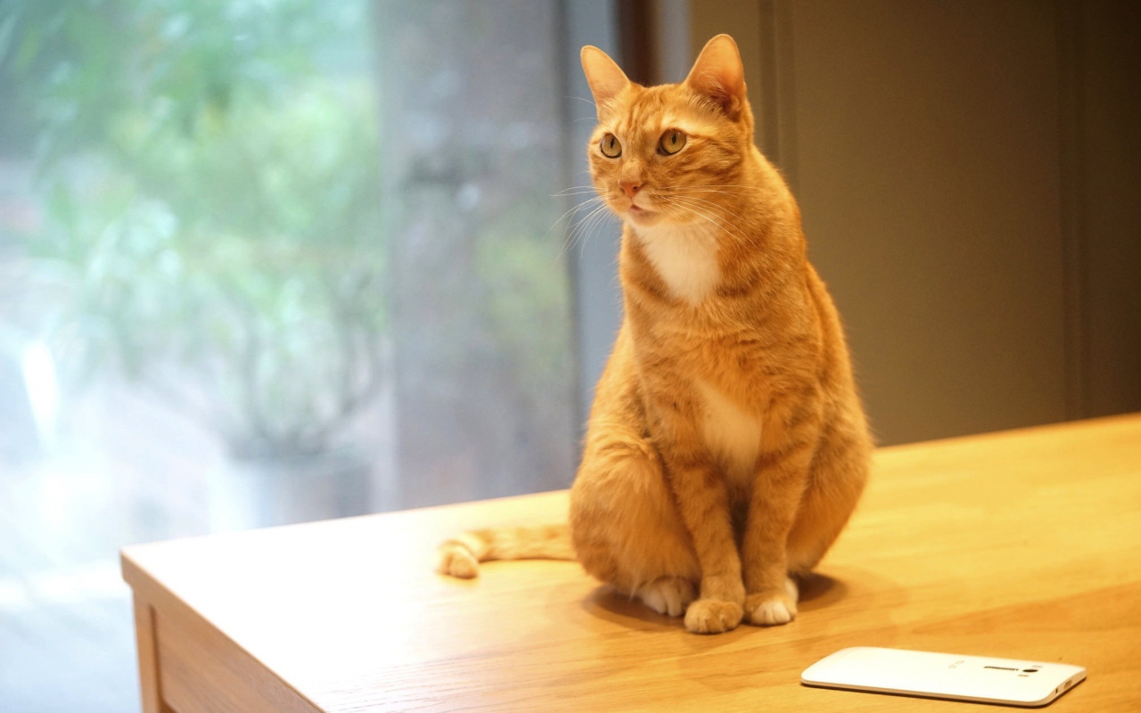 Рыжий кот сидит на столе с мобильным телефоном