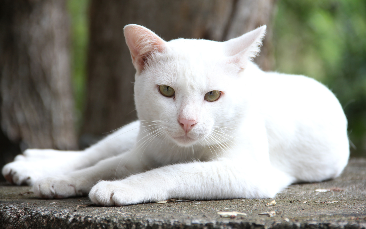 Грустный белый кот лежит на земле 