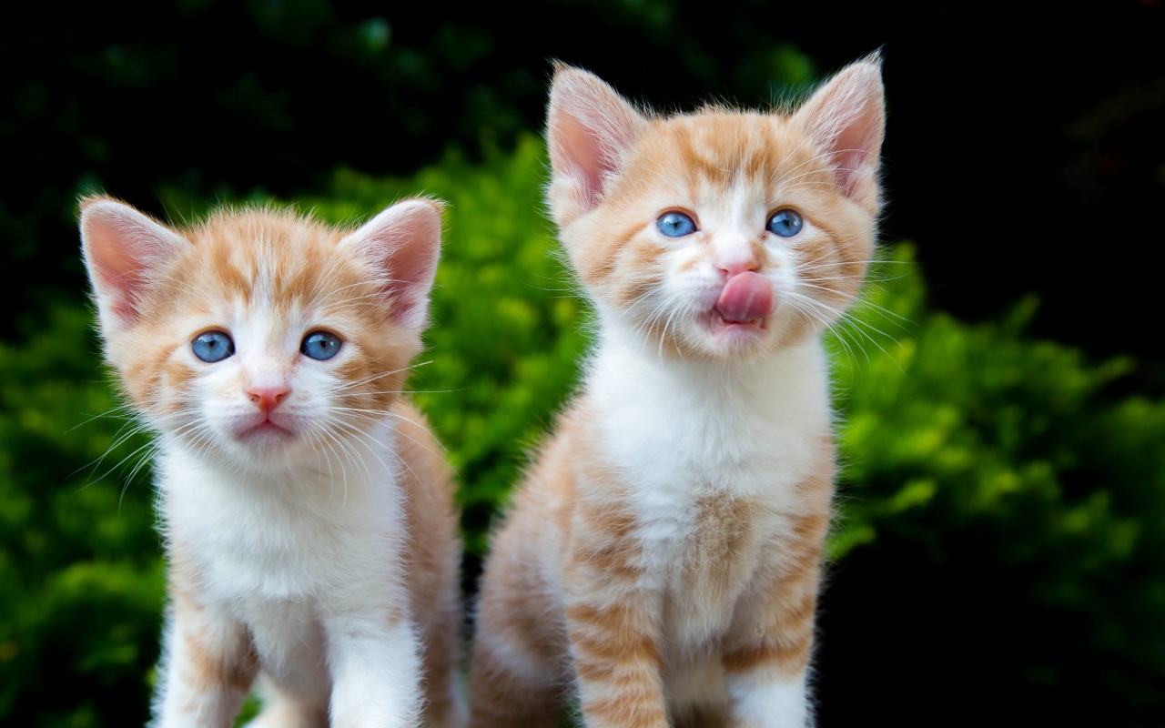 Два маленьких рыжих голубоглазых котенка