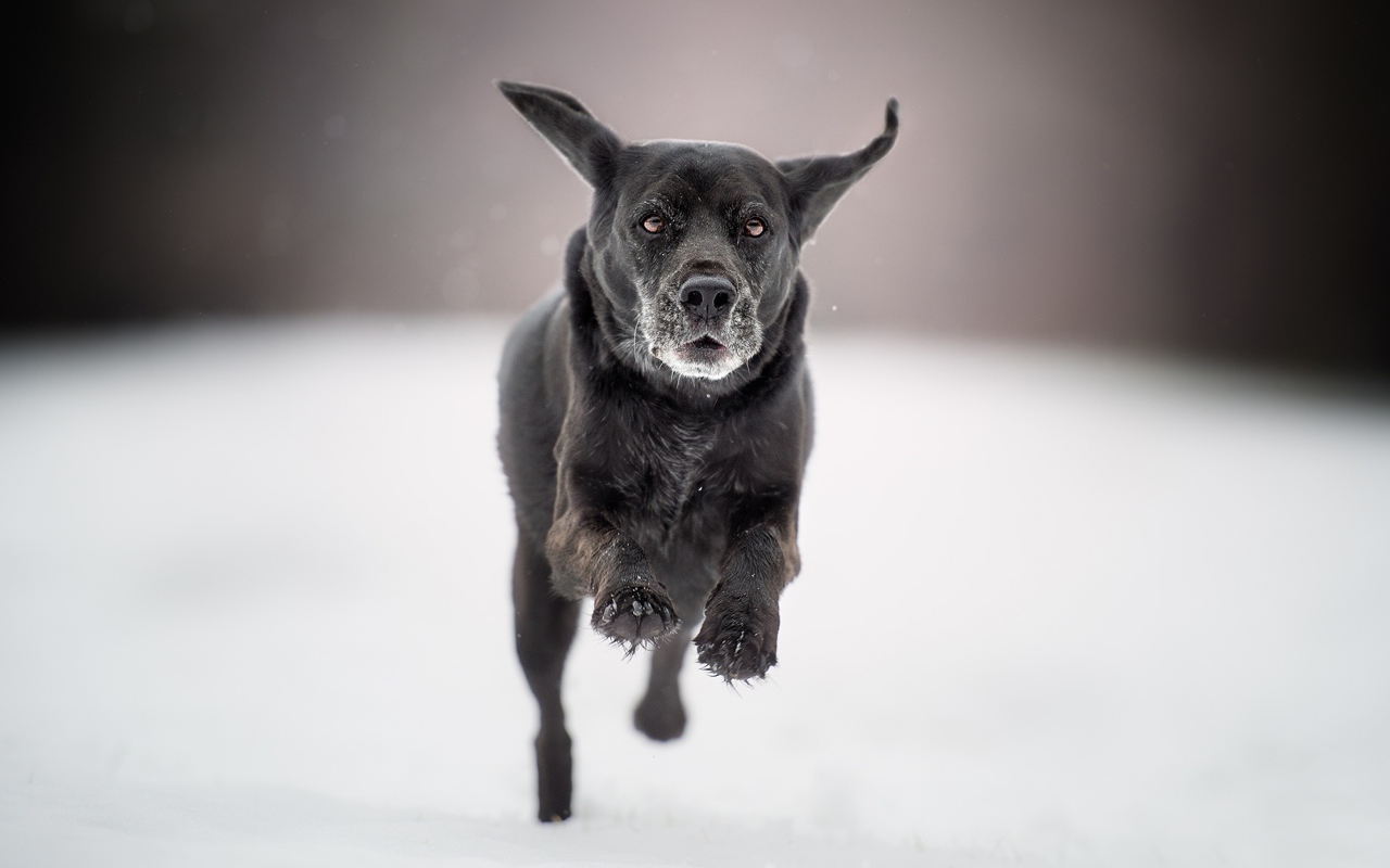 Черная собака бежит по белому снегу