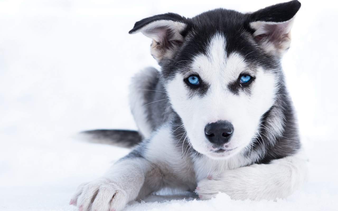 Голубоглазый щенок хаски лежит на снегу