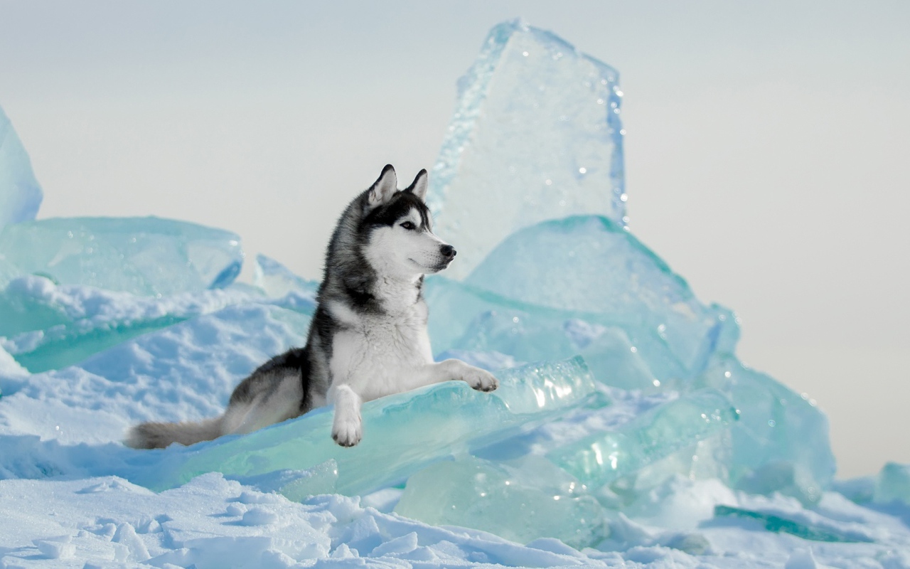 A dog of the Husky breed lies on a blue ice floe