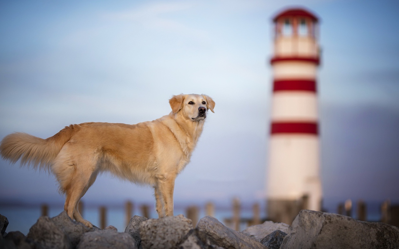 Золотистый ретривер стоит на камнях на фоне маяка