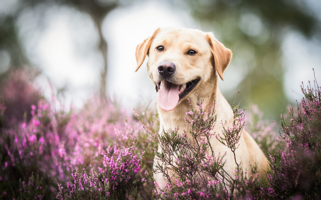 Золотистый ретривер с высунутым языком сидит в розовых цветах 