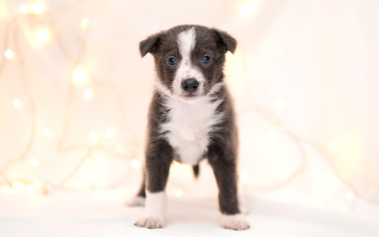 Маленький забавный щенок