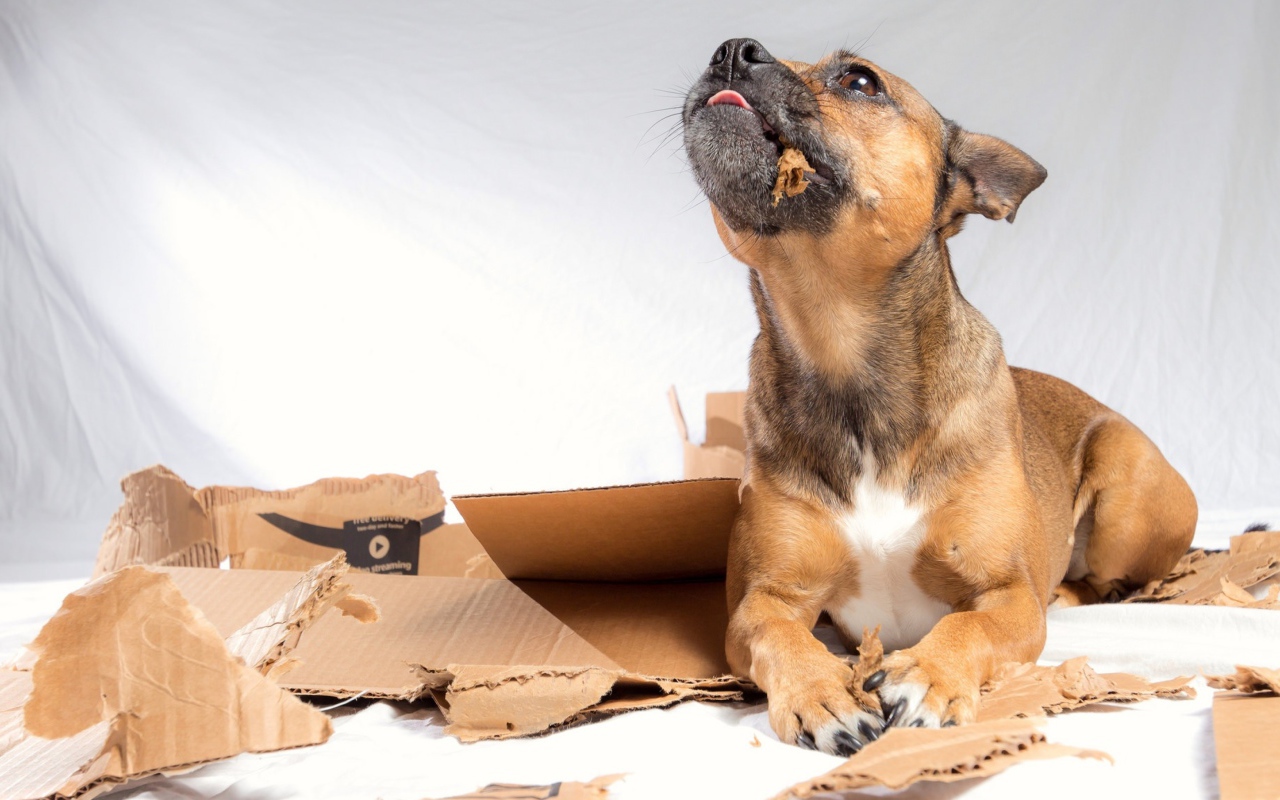 Маленький щенок грызет коробку 