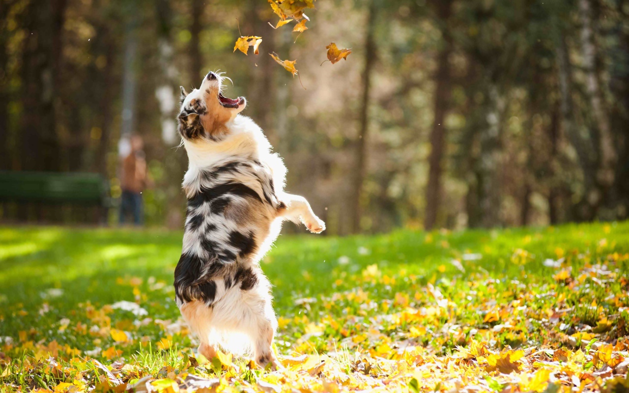 Австралийская овчарка ловит желтые листья