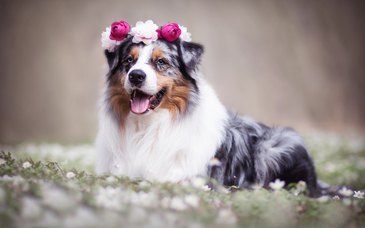 Австралийская овчарка с венком на голове 