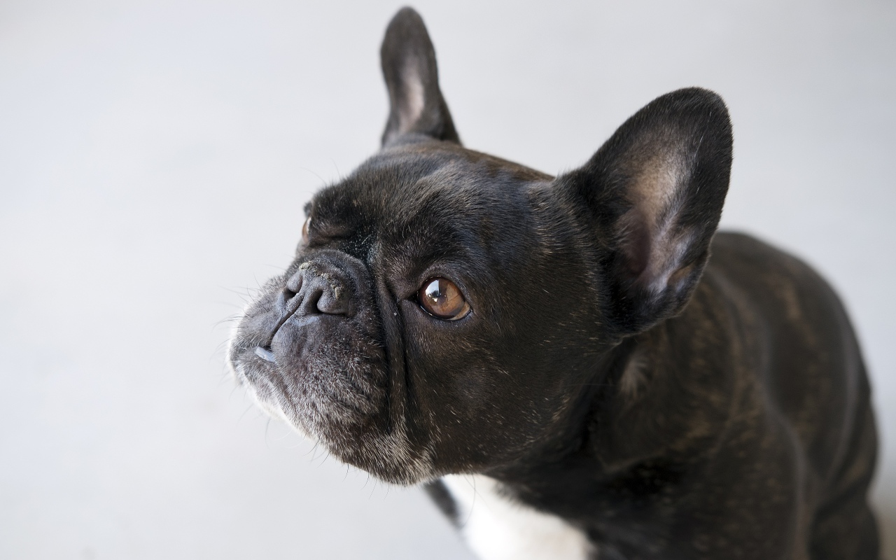 Черный французский бульдог на сером фоне