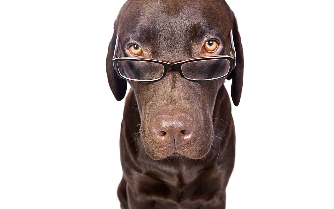 Коричневый лабрадор в очках на белом фоне