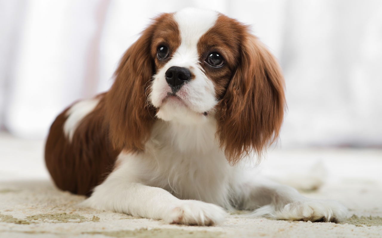 Кавалер кинг чарльз спаниель лежит на песке