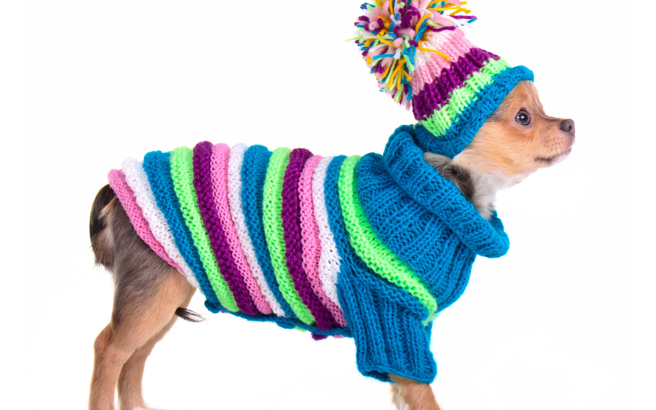 Чихуахуа в вязаном костюме на белом фоне