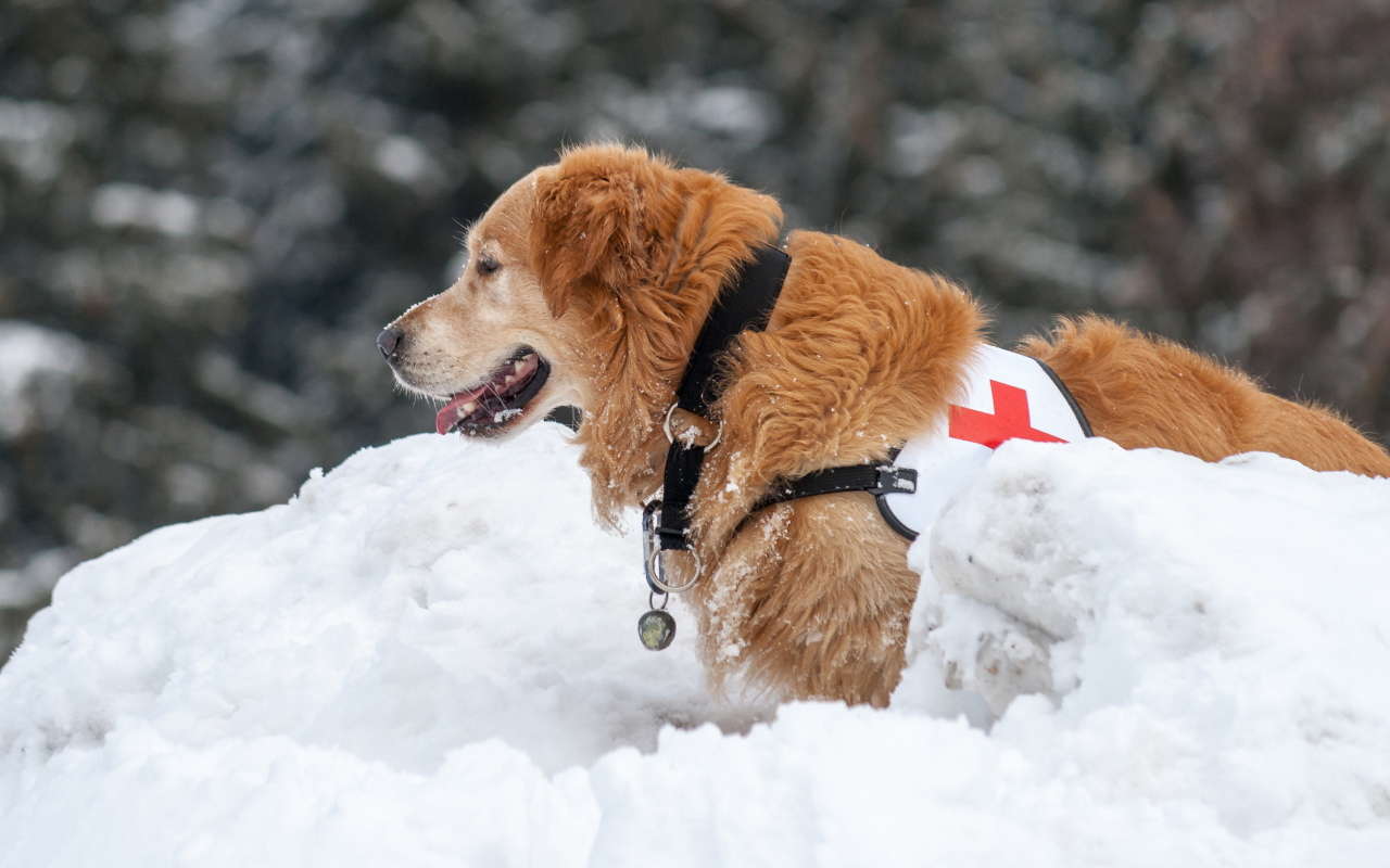 Собака золотистый ретривер спасатель на снегу