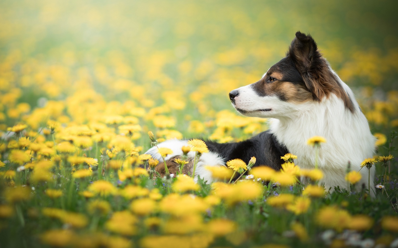 Собака породы бордер колли лежит в желтых одуванчиках 