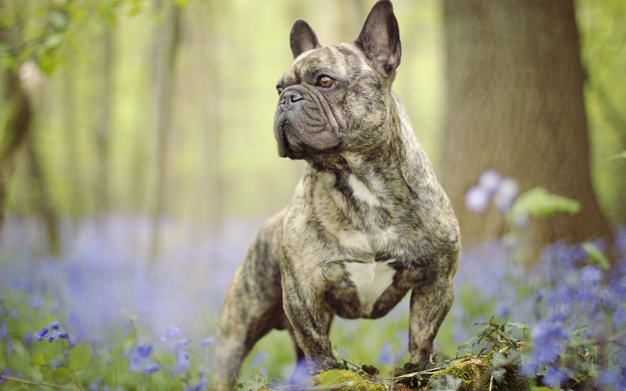 Французский бульдог гуляет по лесу