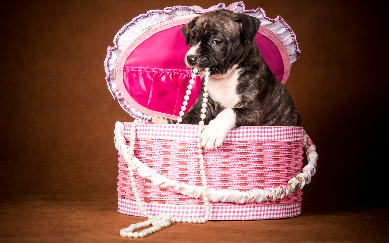 Забавный щенок в розовой корзине с бусами