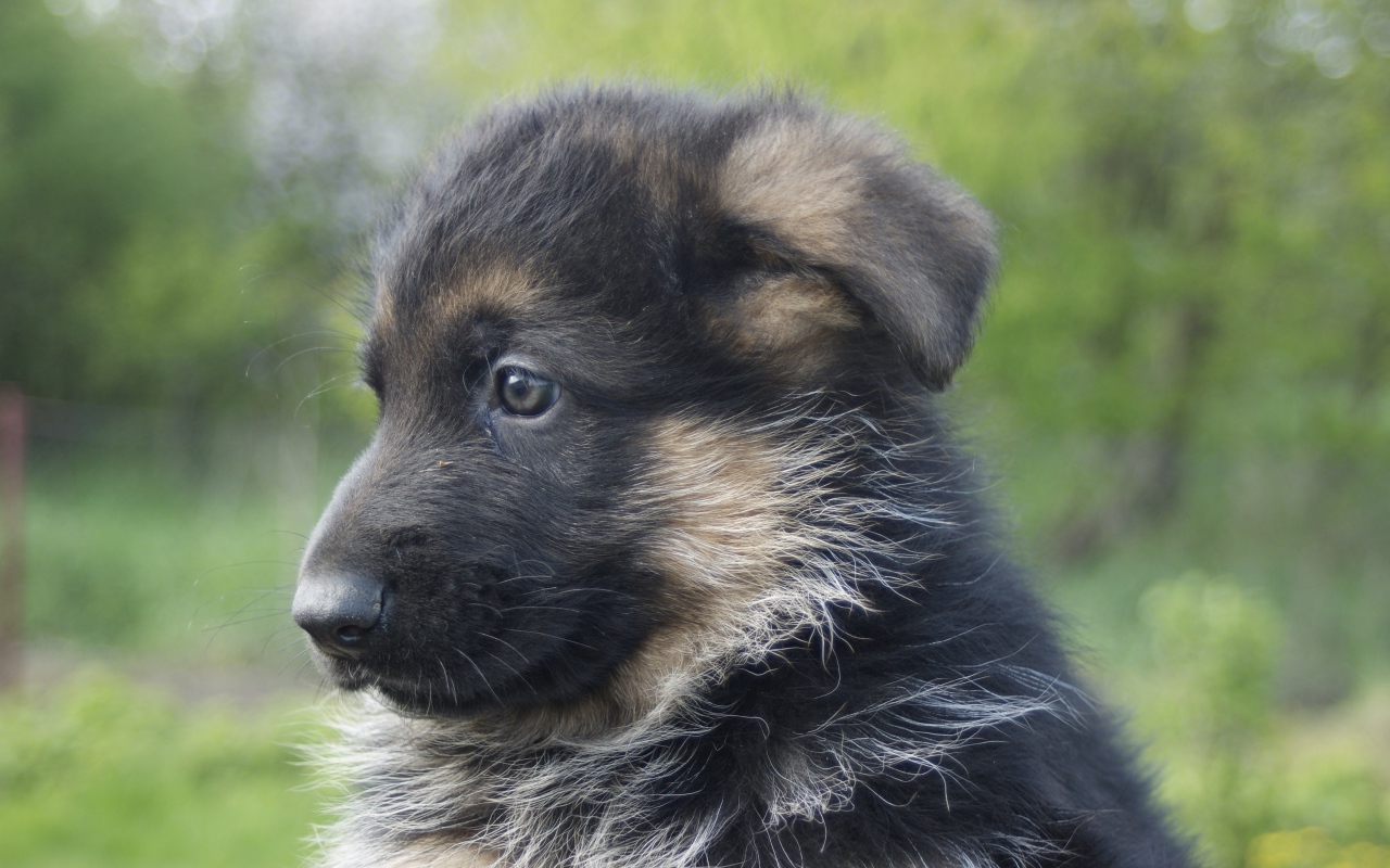 Щенок немецкой овчарки крупным планом