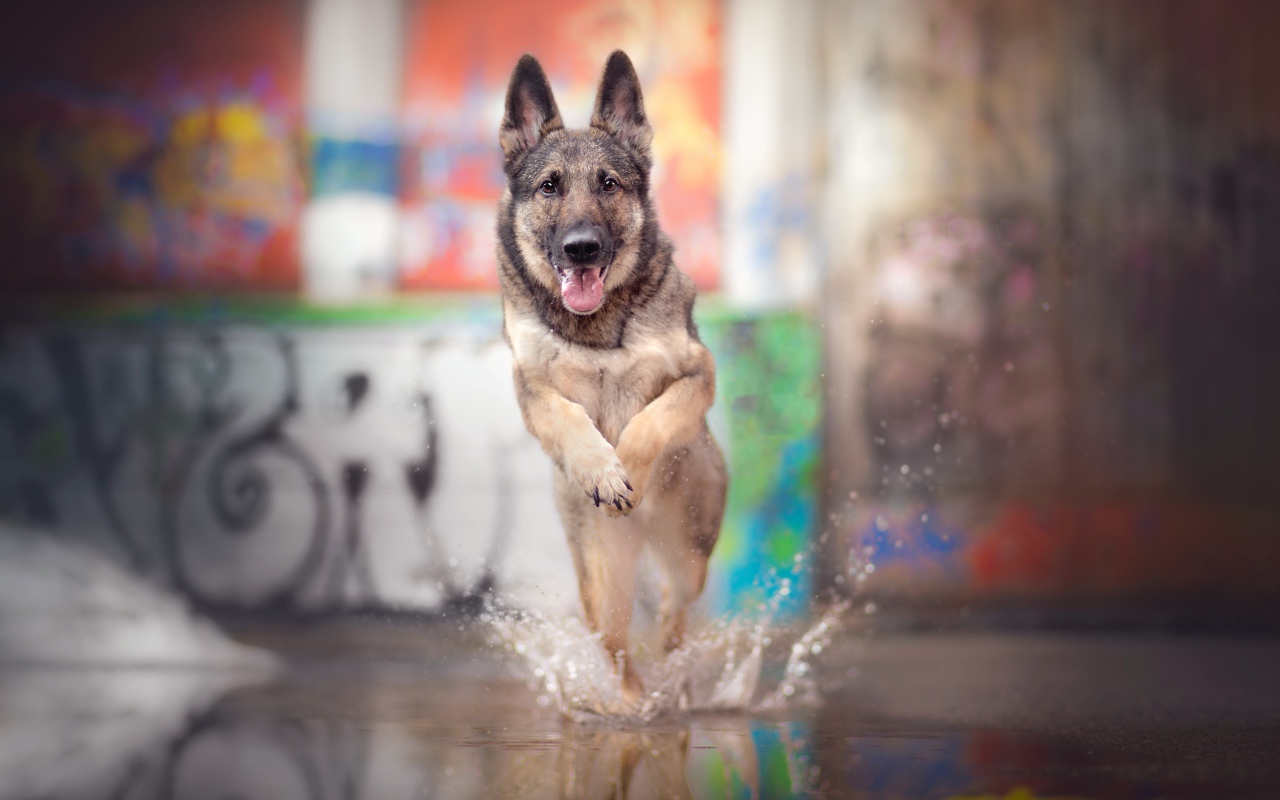 Немецкая овчарка с высунутым языком бежит по воде 