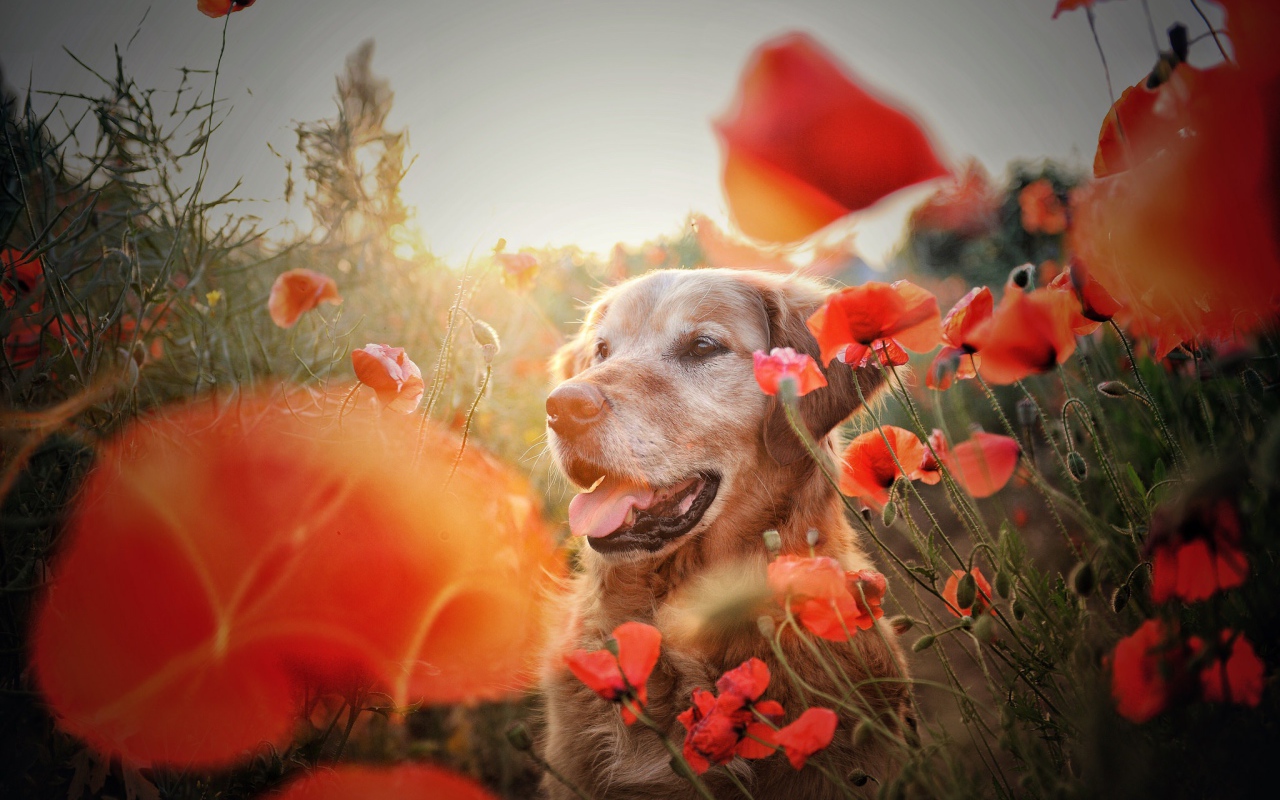 Золотистый ретривер в цветах красного мака