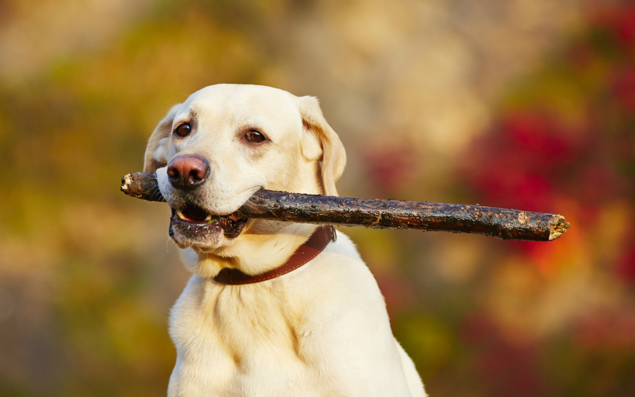 Золотистый ретривер с палкой в зубах