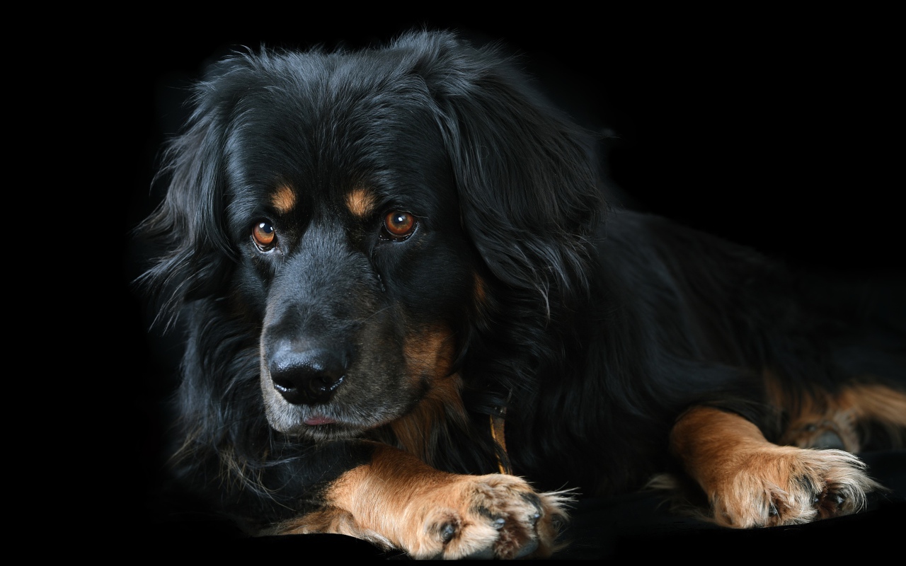 Большая породистая собака на черном фоне