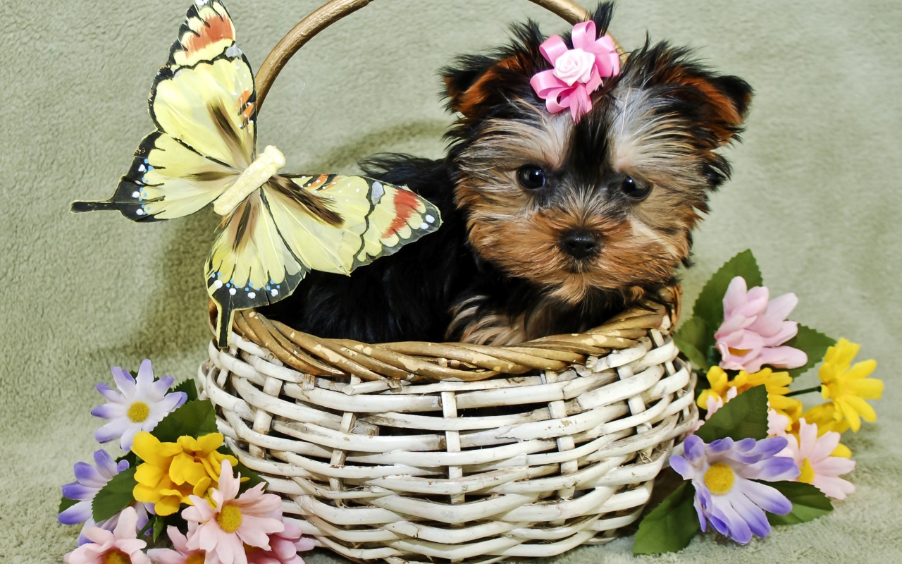 Маленький щенок йоркширского терьера в корзине