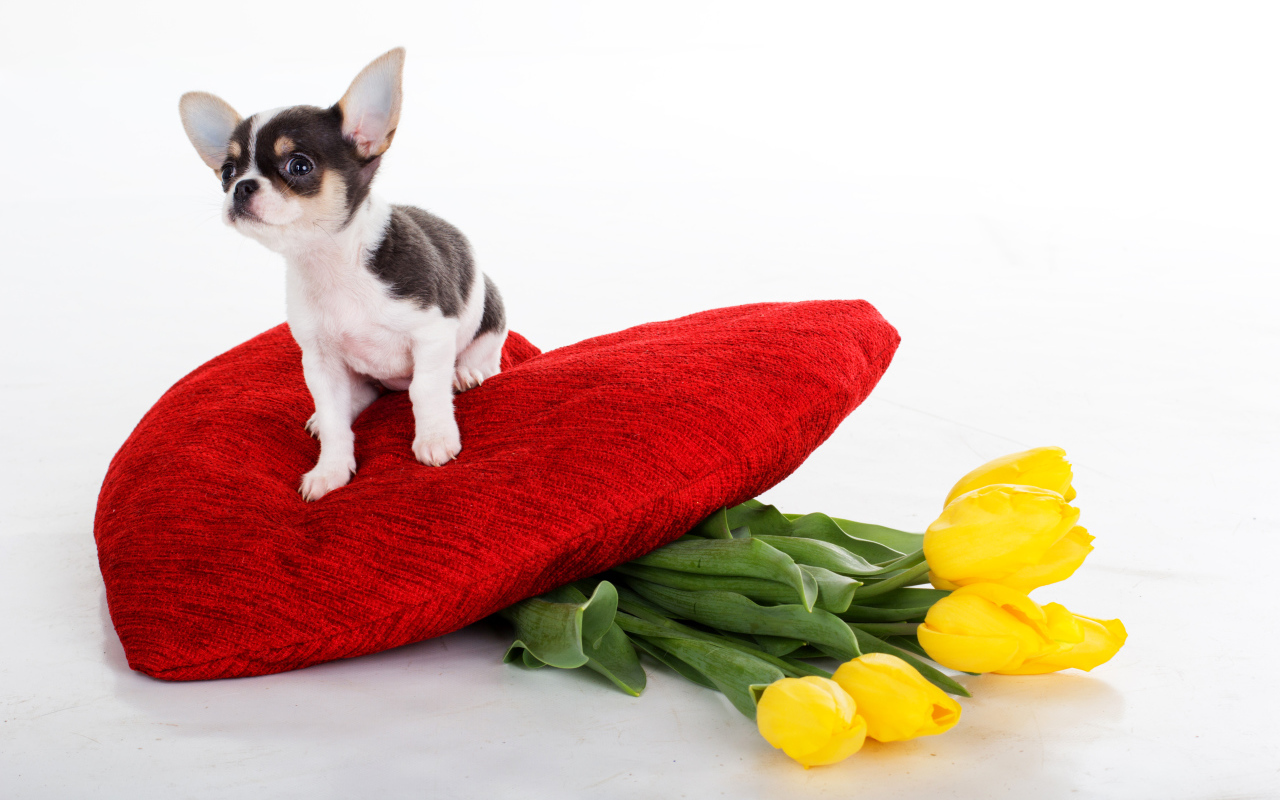 Маленький чихуахуа сидит на большом красном сердце с букетом тюльпанов