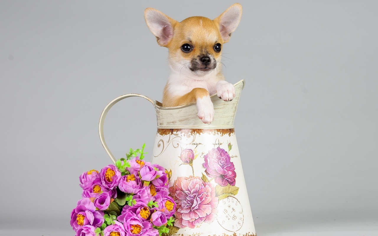 Маленький щенок в вазе с букетом на сером фоне