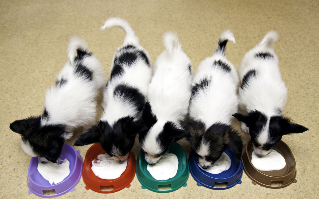 Милые щенки папильона едят из мисок